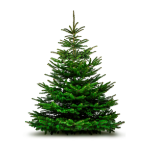 Nordmann kerstboom, L, 200 -225